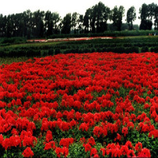 重庆市涪陵区杰泰花卉种植场-