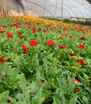 三门峡花卉、濮阳世锦花卉基地种植、花卉批发市场