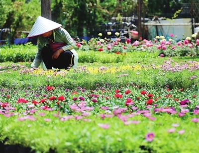 天津各区苗木种植专业合作社生产基地着力发展特色花卉种植