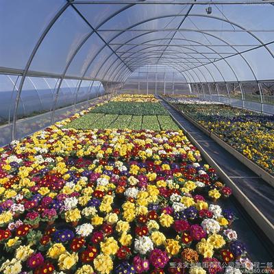 供应 花卉温室建设 花卉温室-圣龙实业温室工程二部